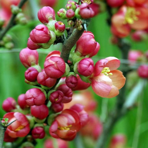 CHAENOMELES
